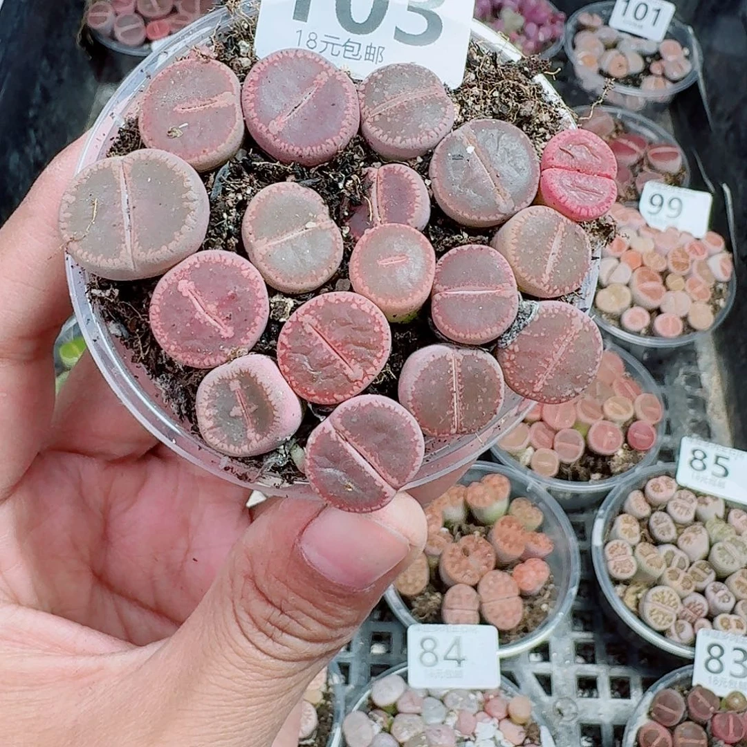 103多肉植物多肉植物