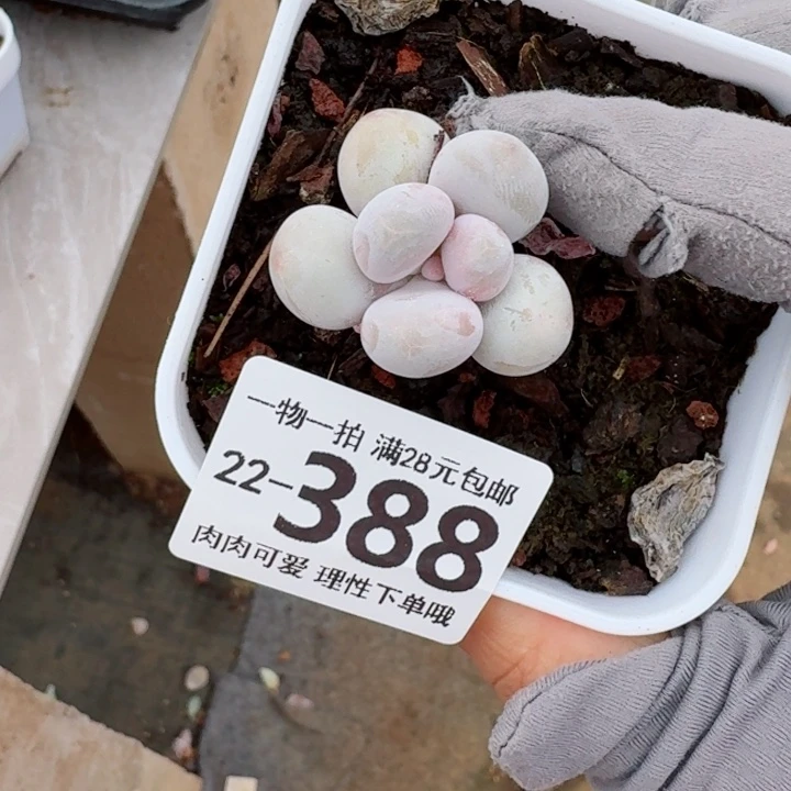 奶酪无盆土发货无盆土发货无