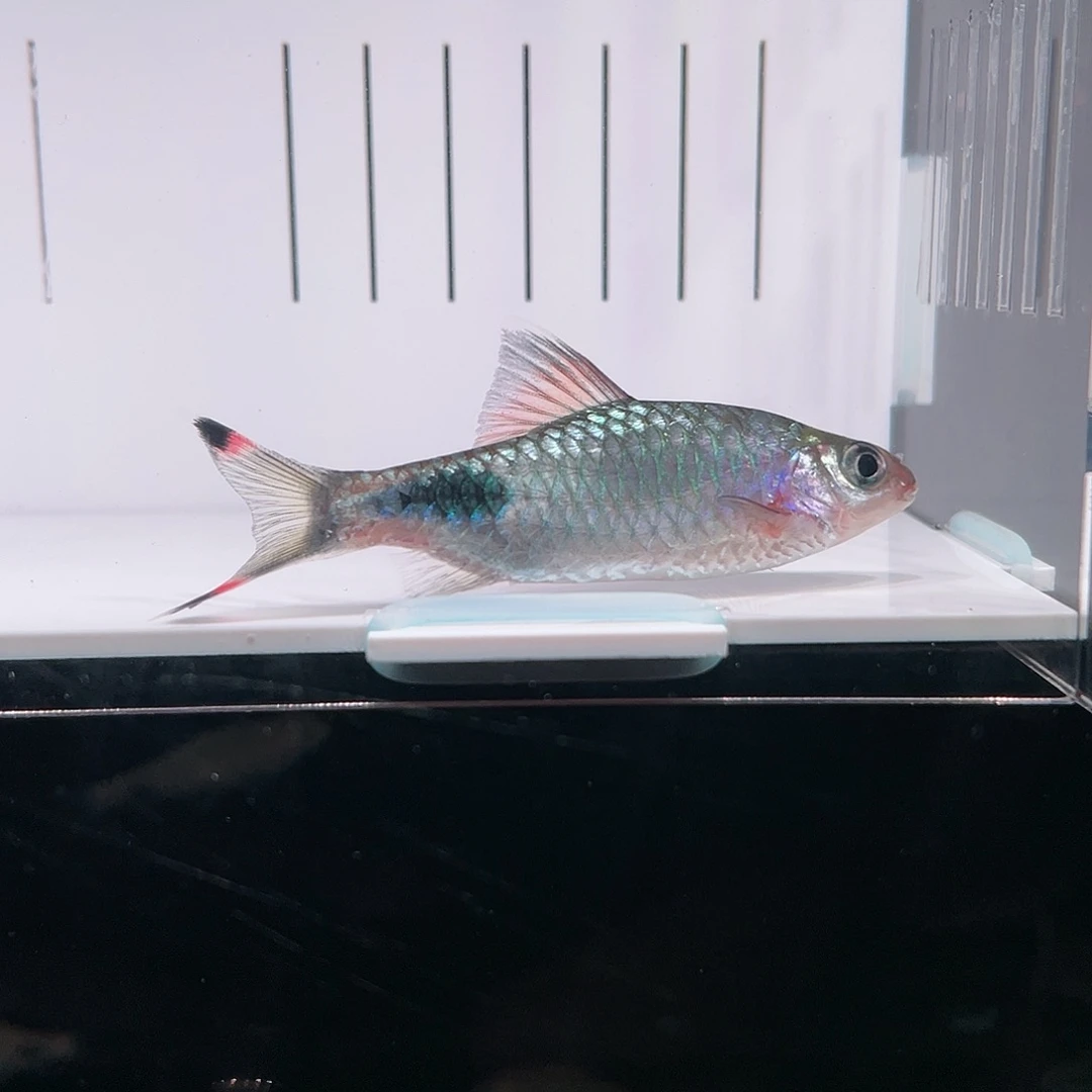 海水鱼红杂蓝7-8cm公