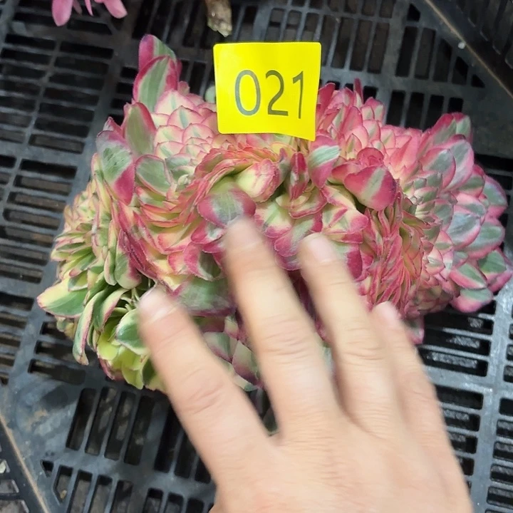 多肉植物海神追021