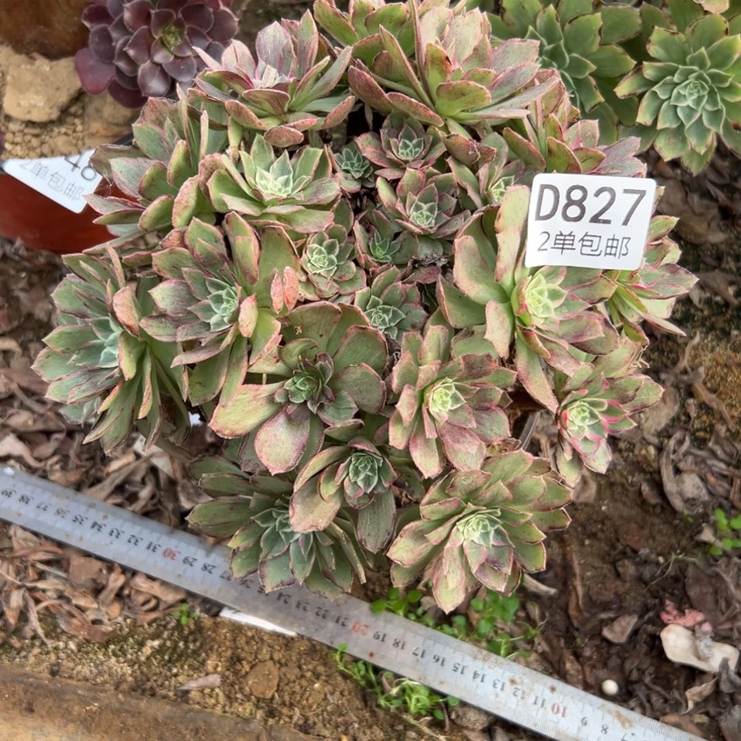 827多肉   万黄锦不包断头