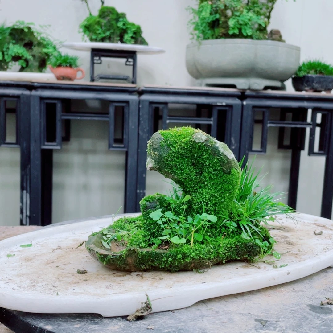 无铅玻璃7****6铁线蕨的一个分支