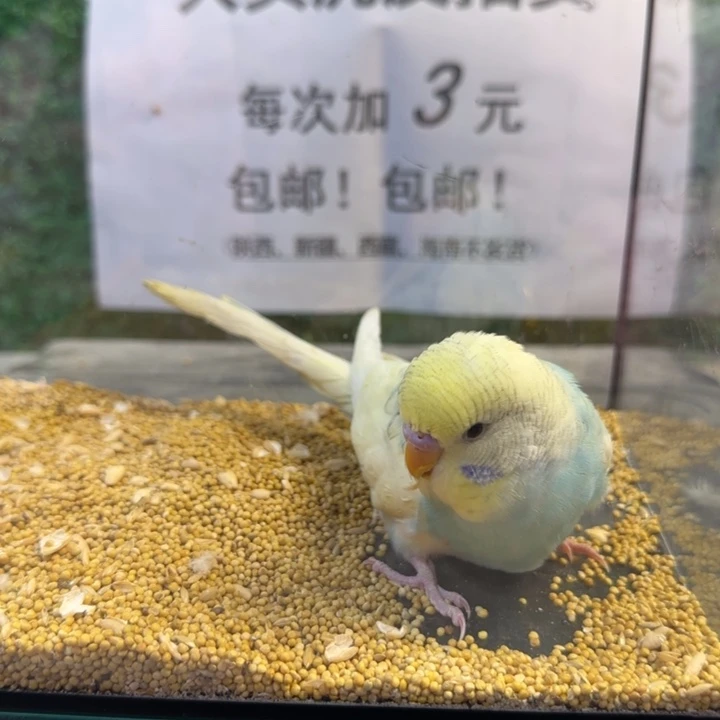 虎皮鹦鹉大头虎皮鹦鹉