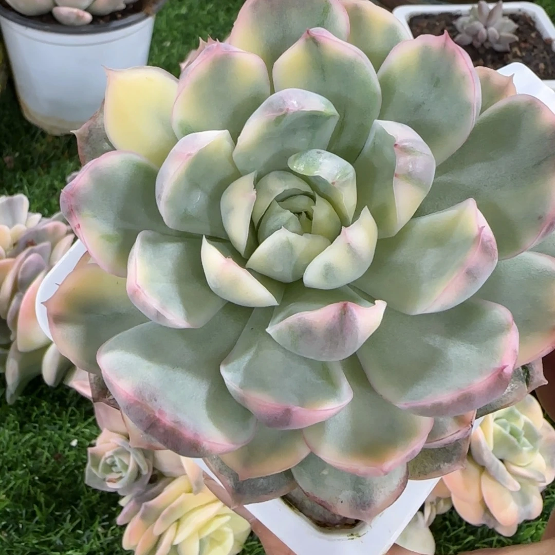 2239草莓蛋糕锦多肉植物