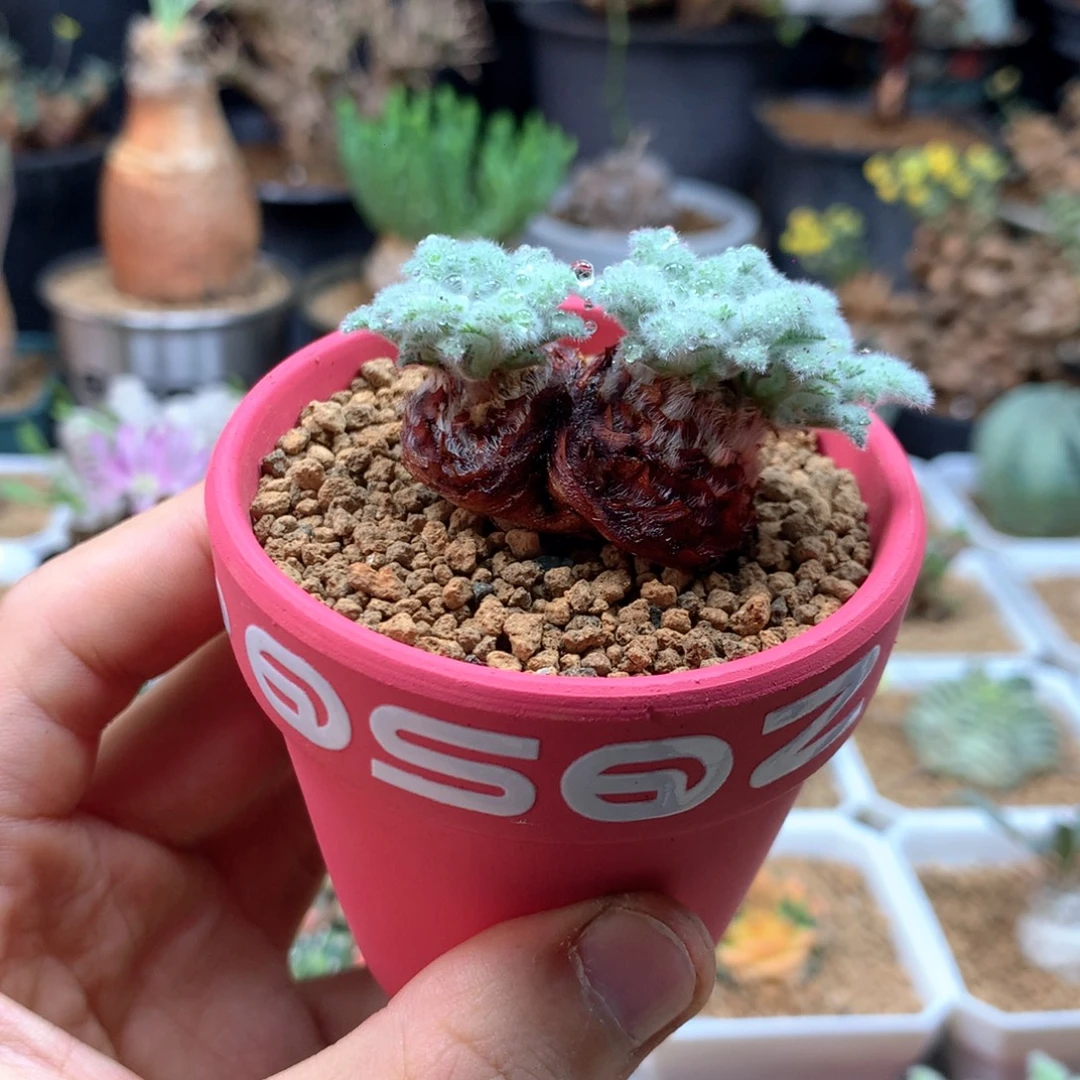 羽叶杨葵多肉带盆粉盆