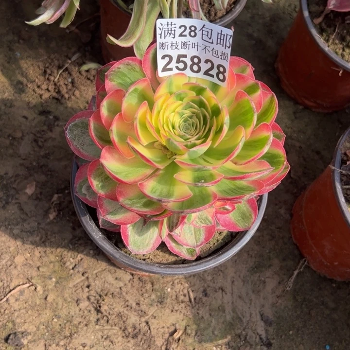 L***琳25828玉多肉植物花