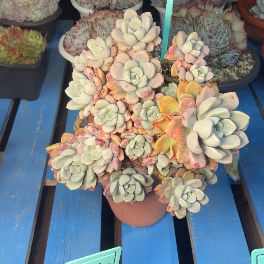 小雨多肉群生花瓣露