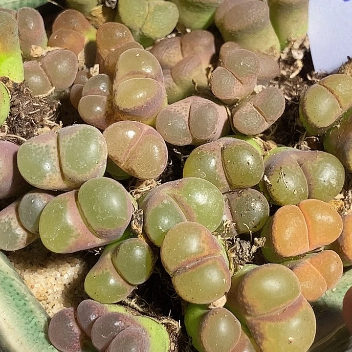 9518三头风铃一颗