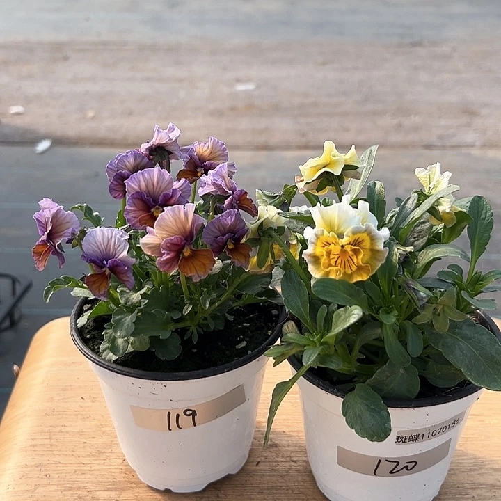 红陶抖音直播闪拍119-120