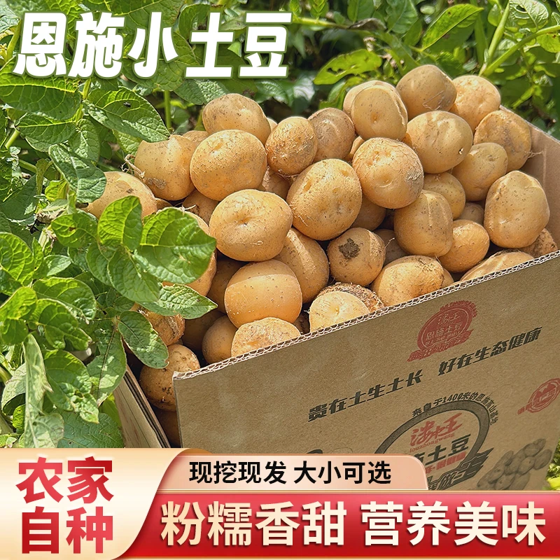 【产地直发】湖北恩施土豆正宗马尔科高山迷你小土豆马铃薯洋芋新鲜