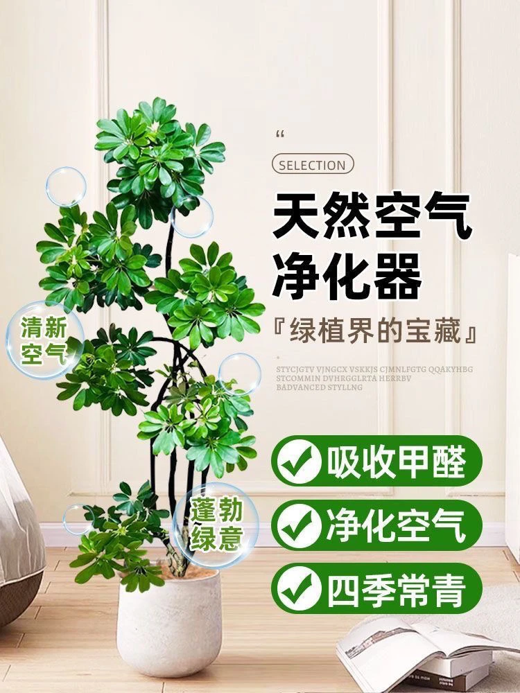 造型款鸭脚木大型室内绿植净化空气，办公室客厅，四季常青八方来财