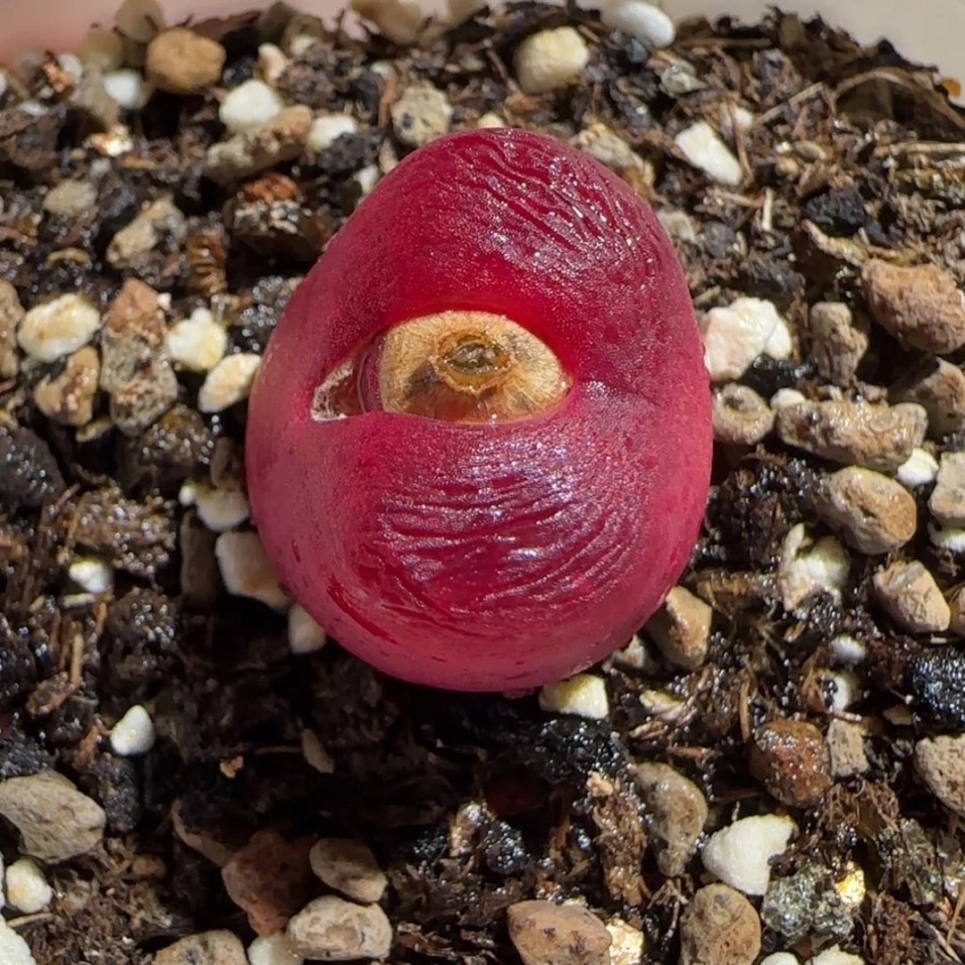 肉锥多肉植物组合-1430.5水蜜桃485