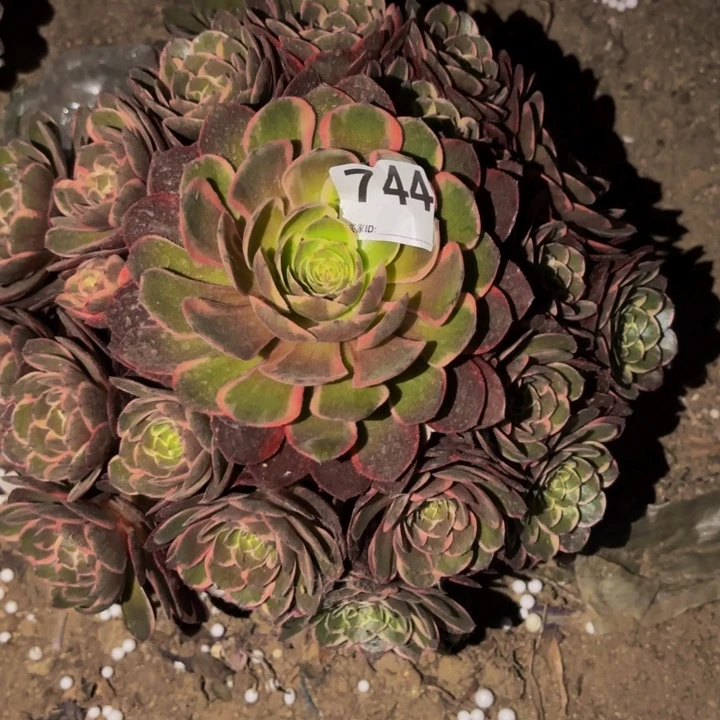 744孔雀翎多肉植物