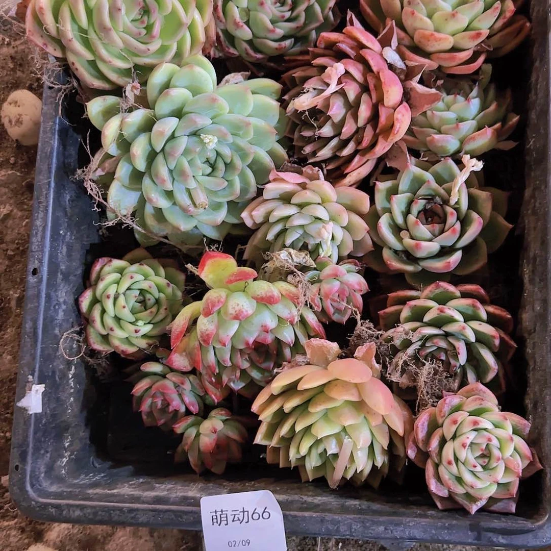 直播一物一拍多肉66