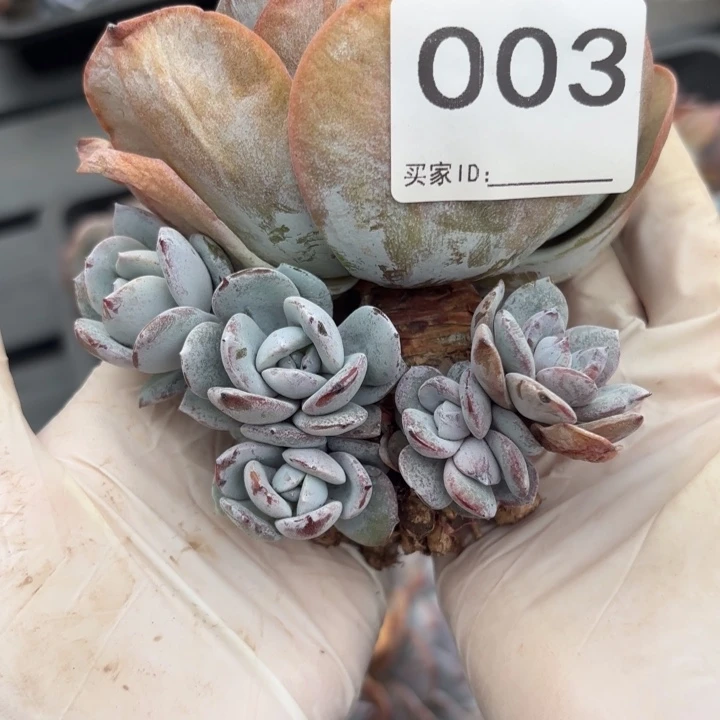 003 售后范围：签收起7天内
