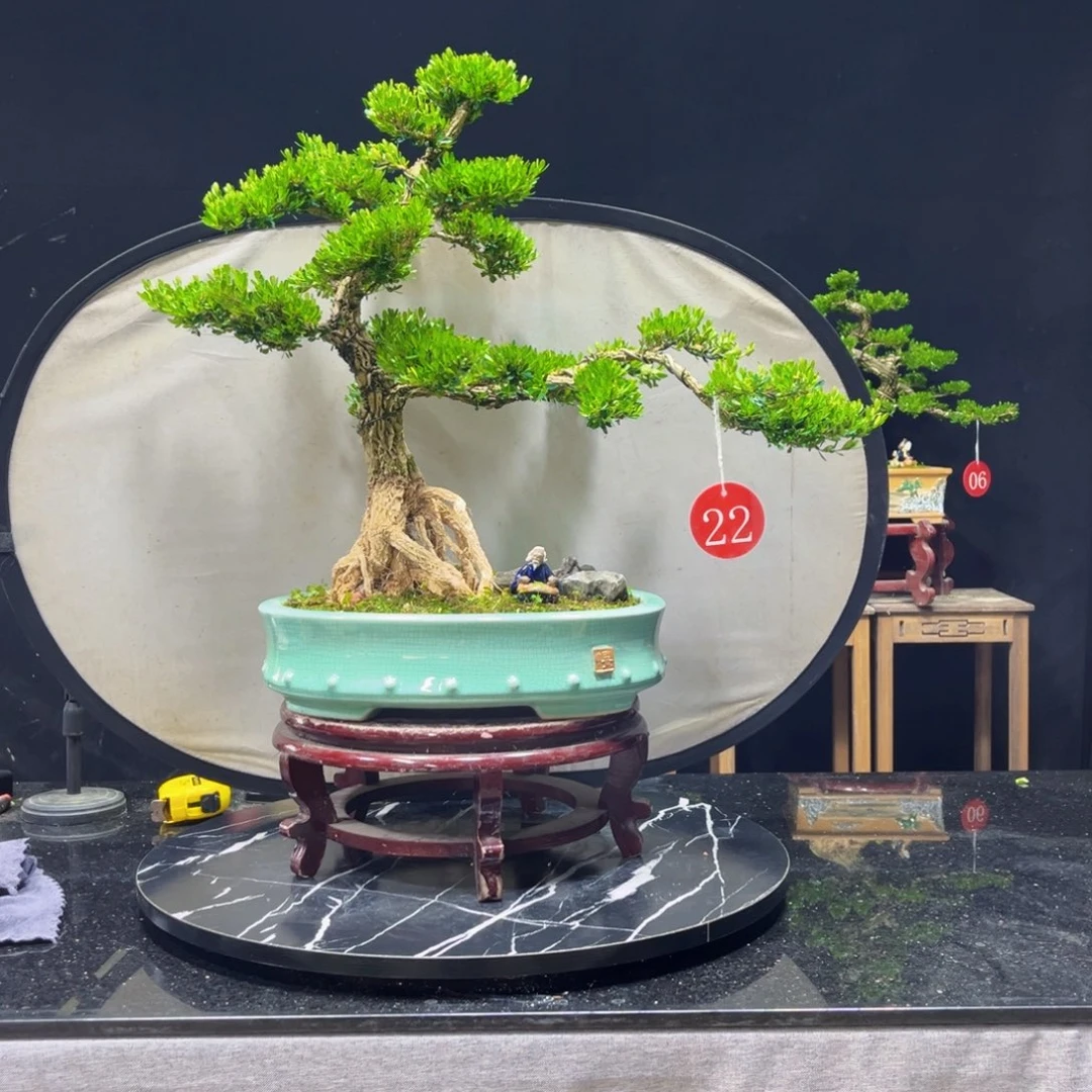 黎***酒完全开放黄杨盆景