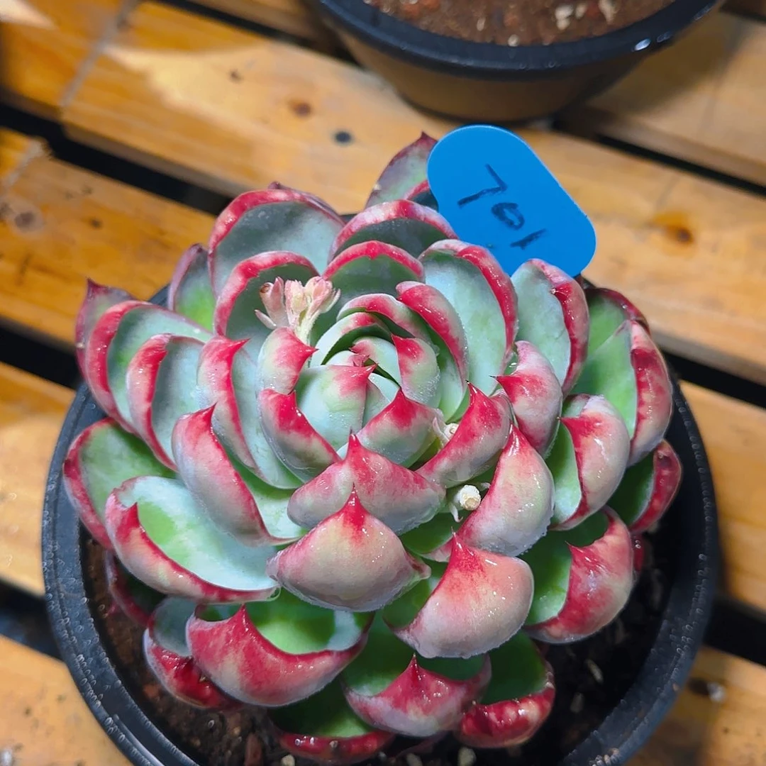 惊鸿仙子一物一拍701号