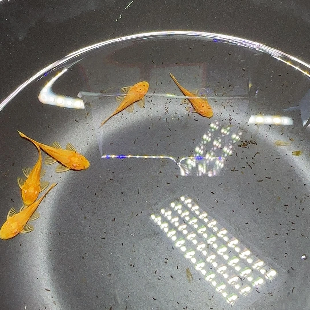 孔雀鱼黄金胡子六条