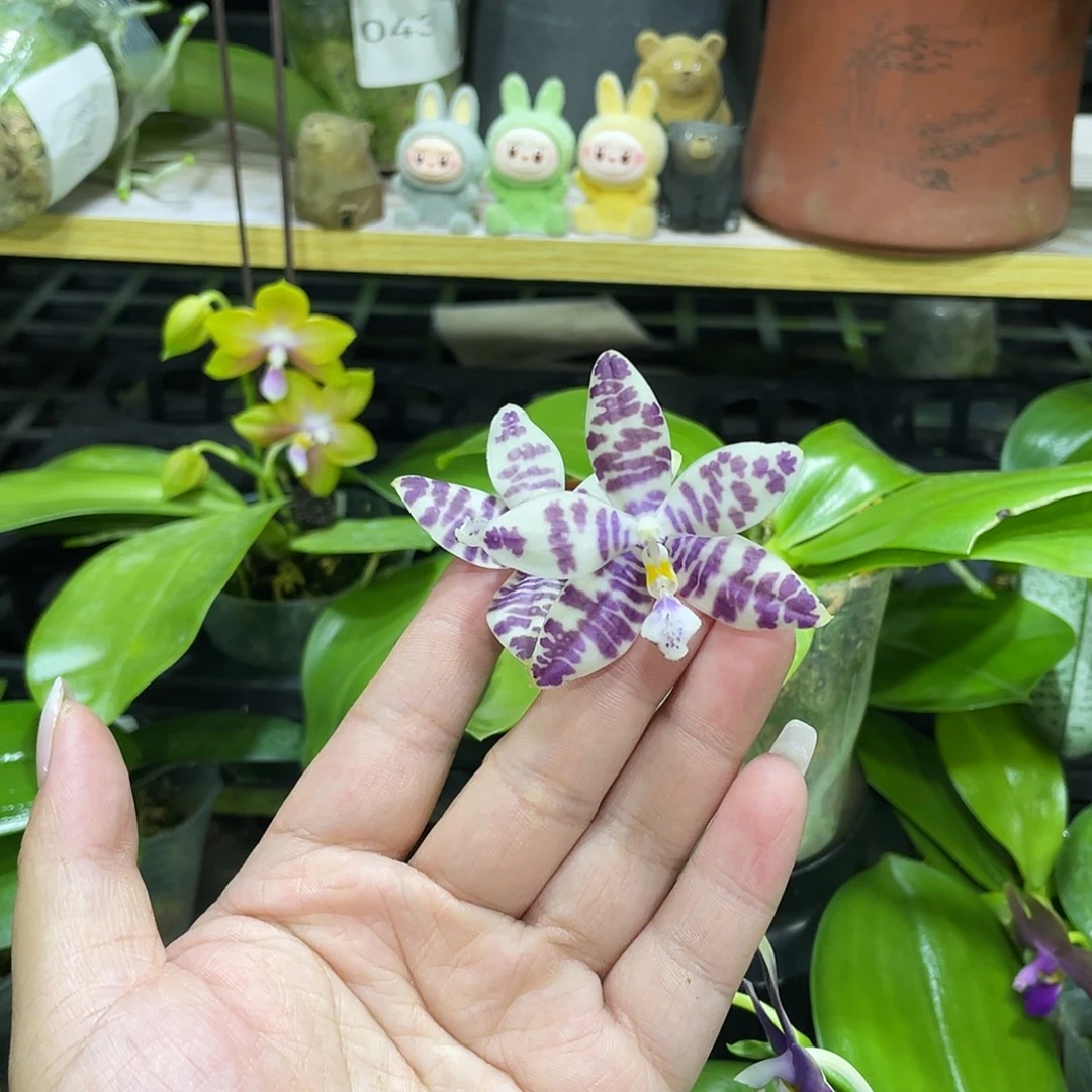 完全开放Yc88开花株