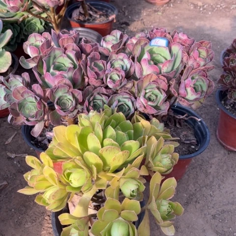 希**妈016多肉植物组合