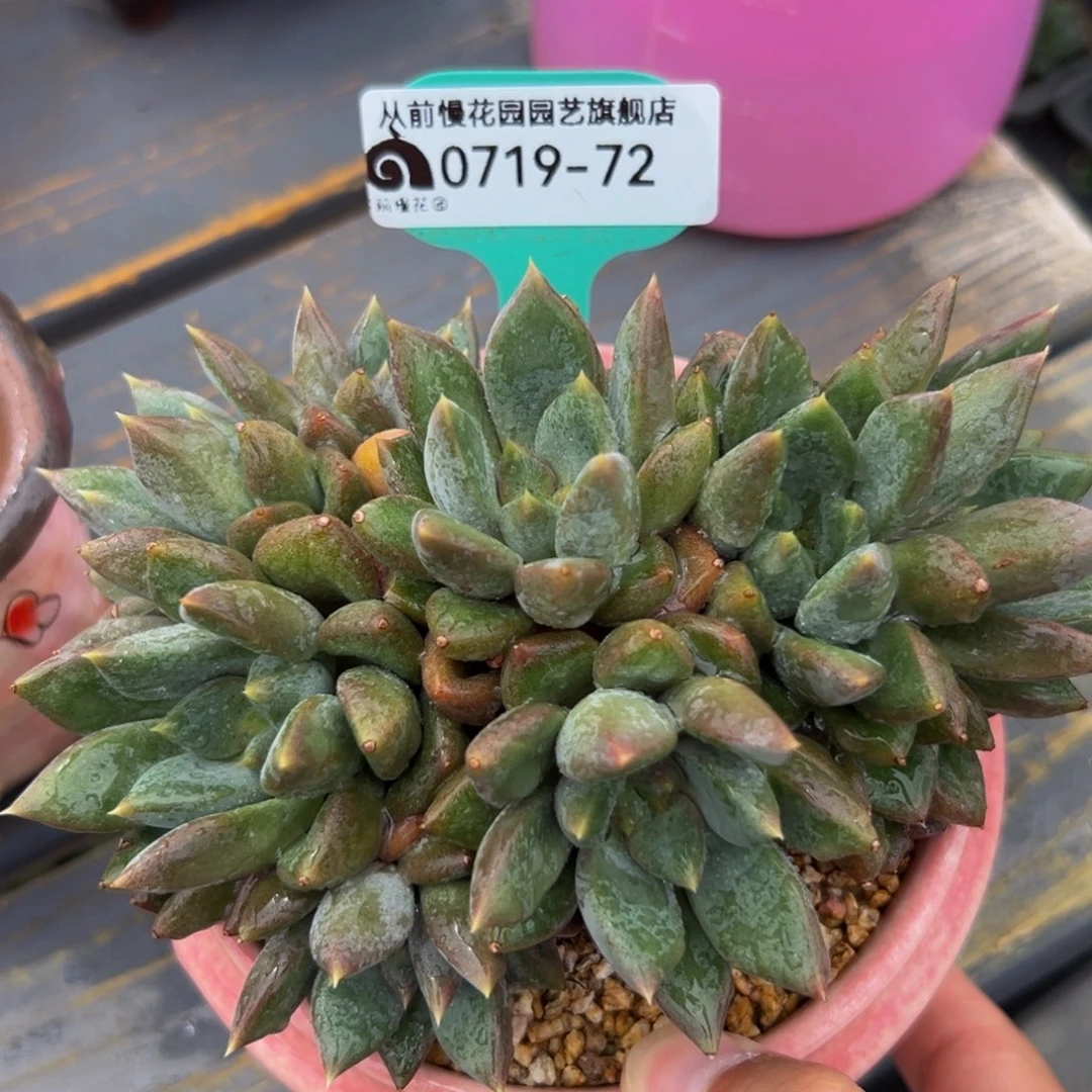 多肉一物一拍0719-72