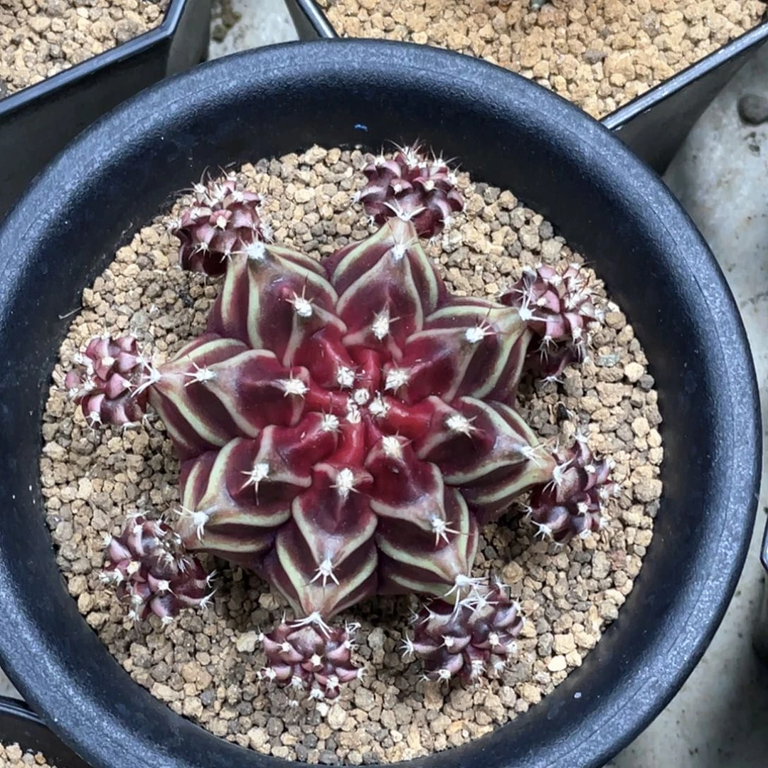 当前无花朵，栽培后可花朵