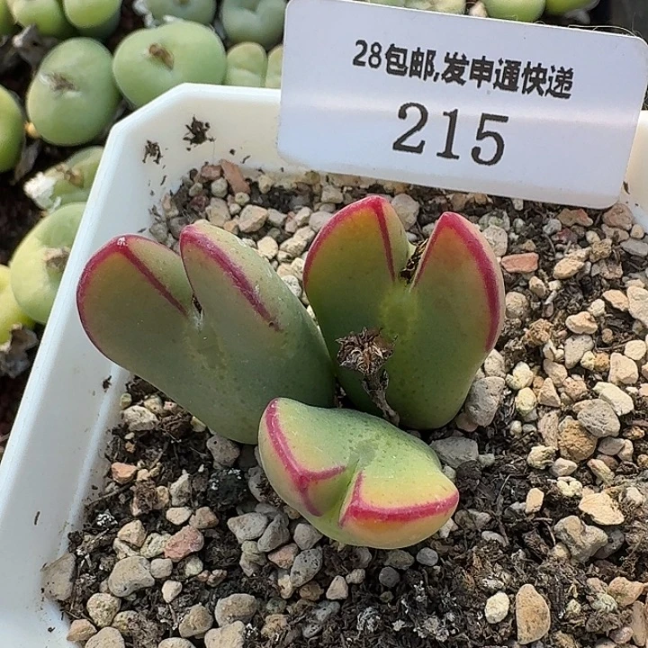 215 少将。 肉锥。