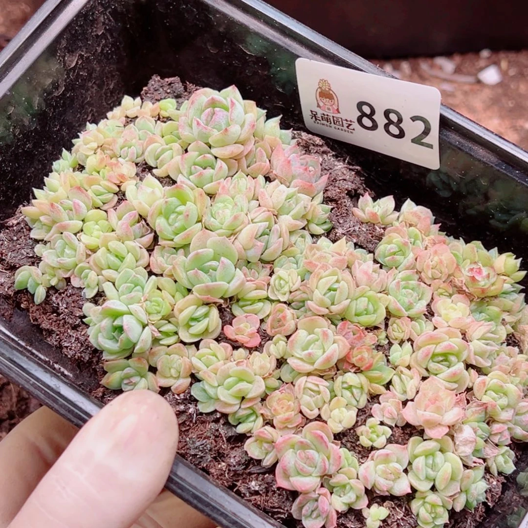 多肉植物多肉植物