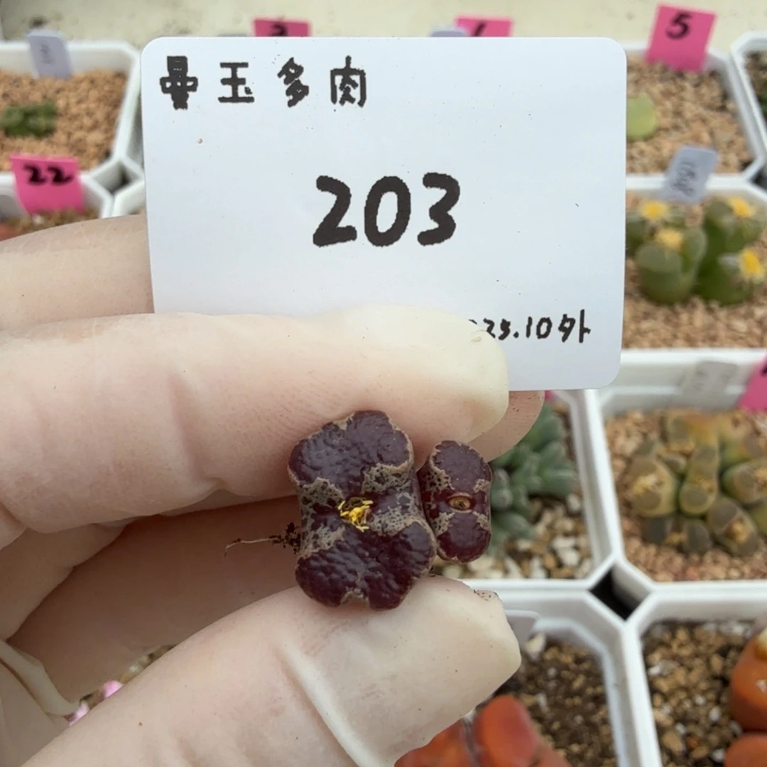 南***༄多肉多肉多肉10-203