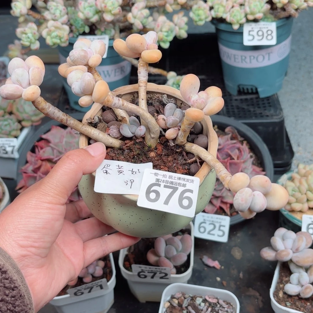 蛋黄奶不包整无盆土发货