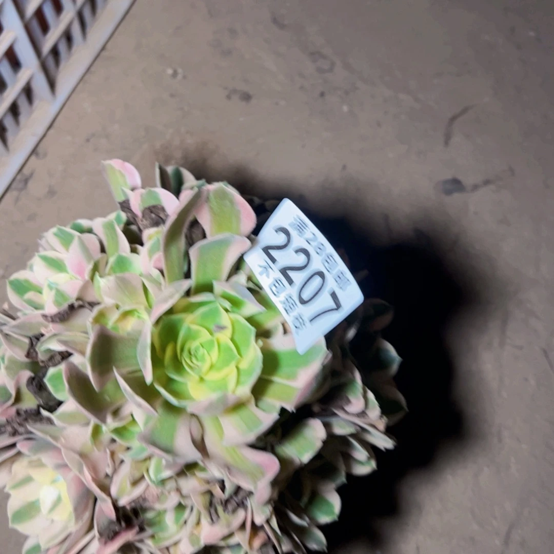 粉女巫多肉植物2207