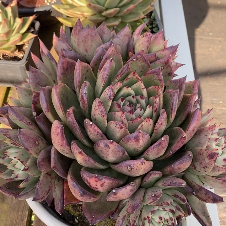 D195- 直播福利 捧花