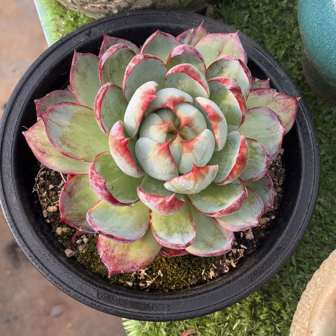 惊鸿大单头，官服16.5