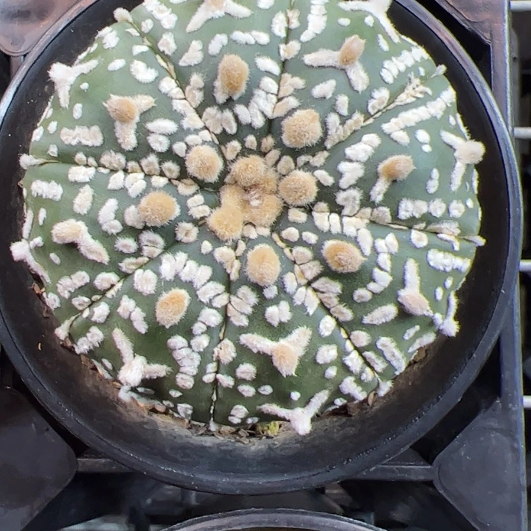 当前无花朵，栽培后可花朵