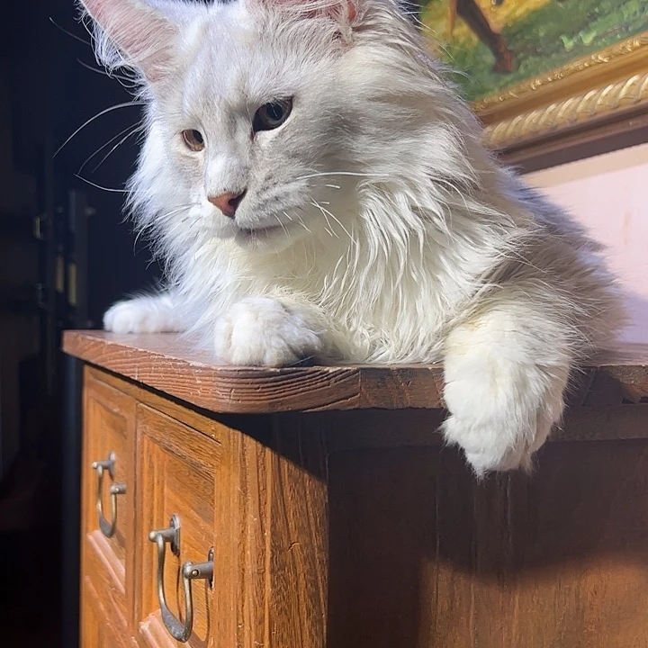 缅因猫阴影色缅因猫