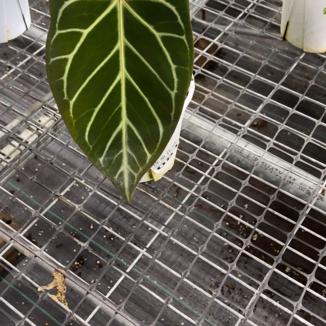 K***Λ无花朵            081花烛不包售后