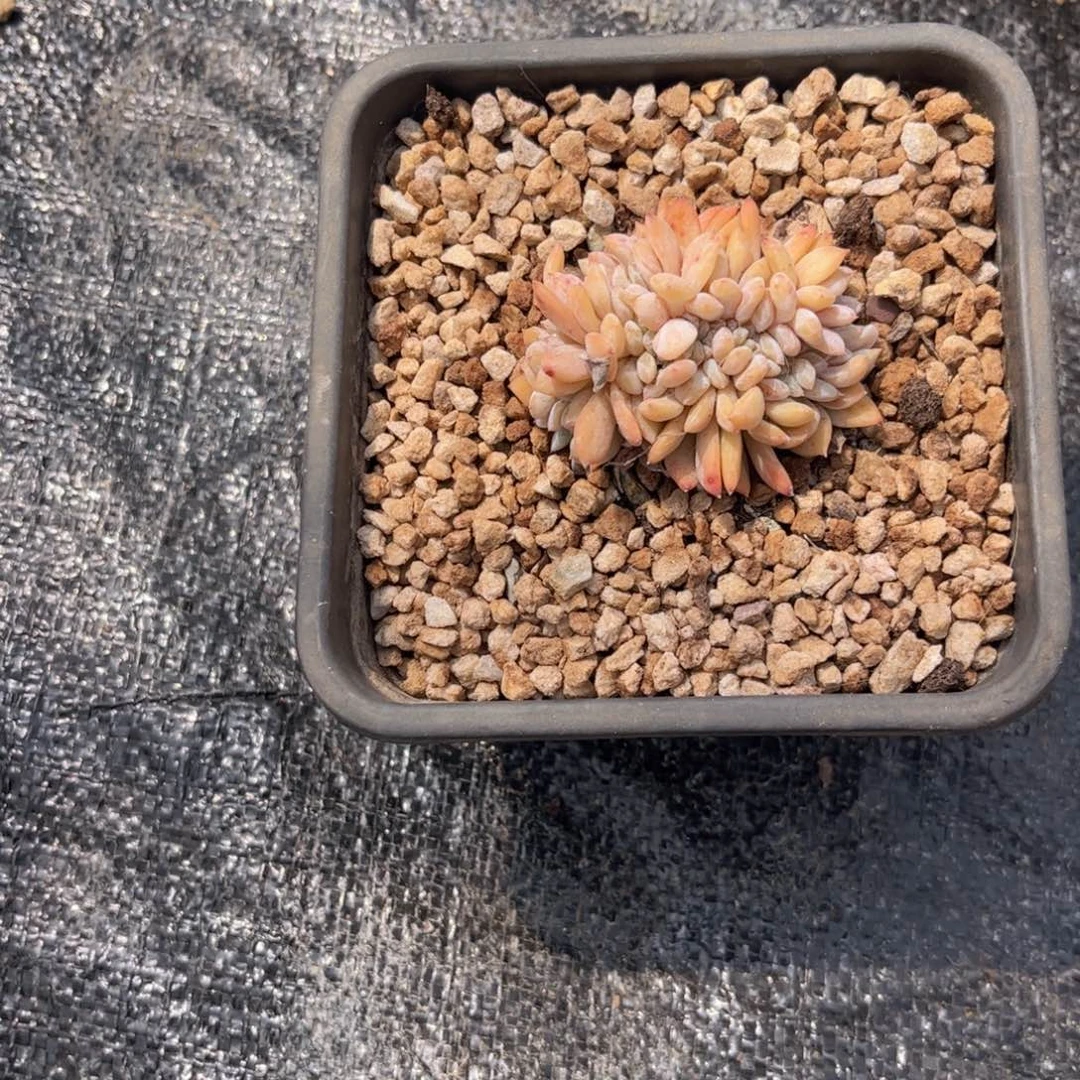 无花朵友家多肉一物一拍