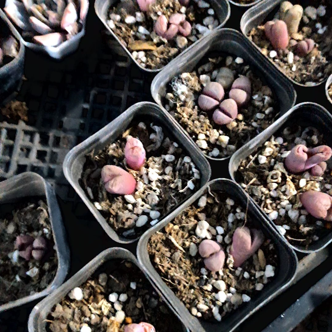 满6元包邮，红大内