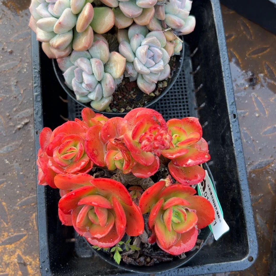 多肉一物一拍编号0120-71