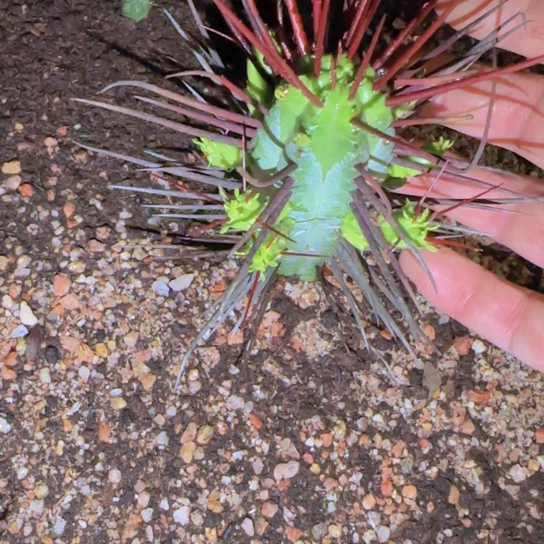 第****鸦块根植物块根植物