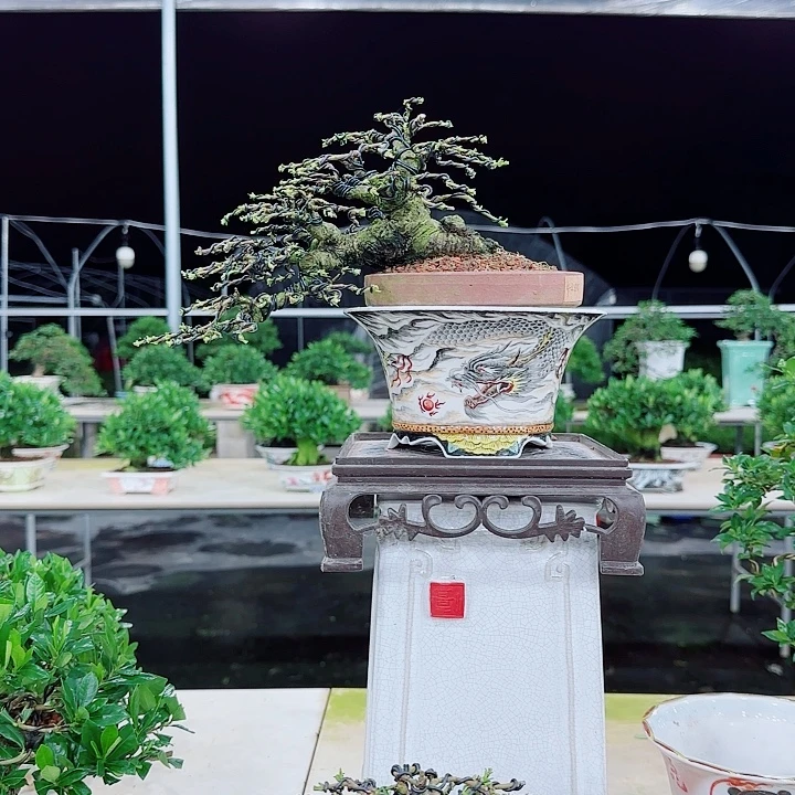 *****喜黛誉栀子花带龙盆