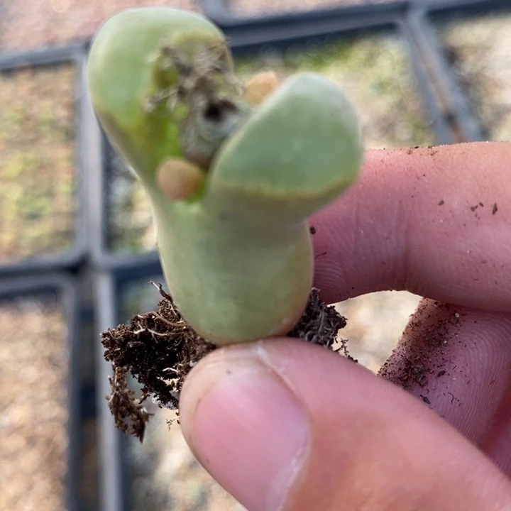 19101一颗一颗一颗