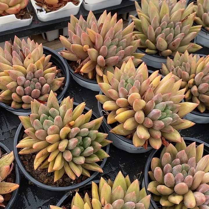 红蜻蜓双头福利多多