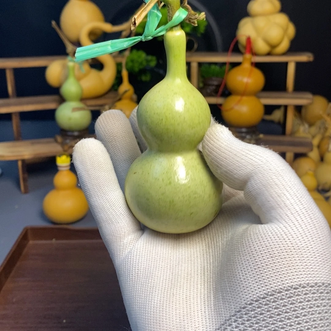 葫芦青皮长直嘴天经嘴