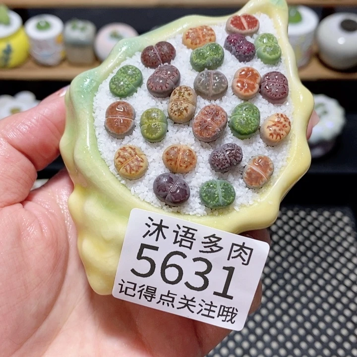带盆土植物 一物一拍5631