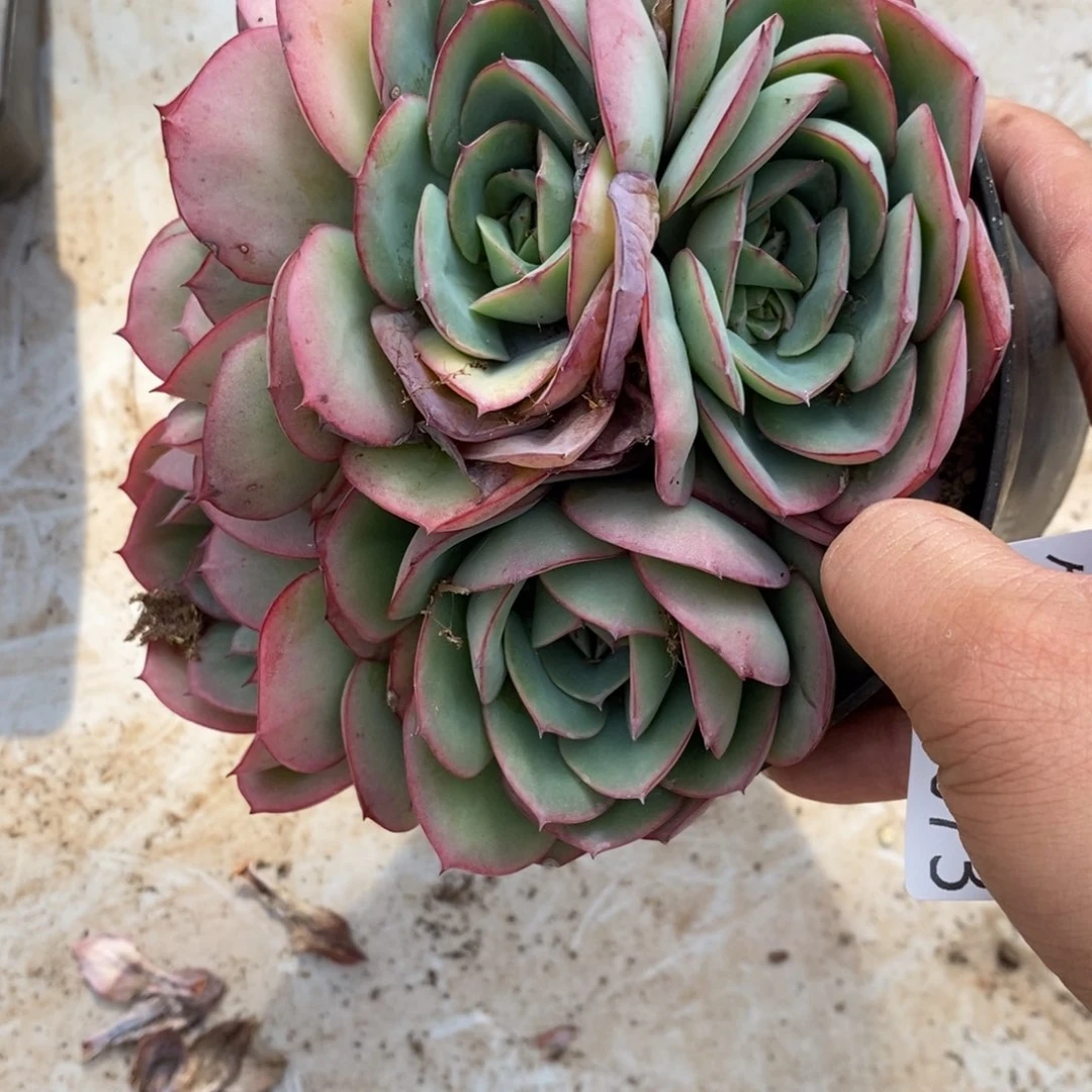 两单包邮1228-73牡丹亭