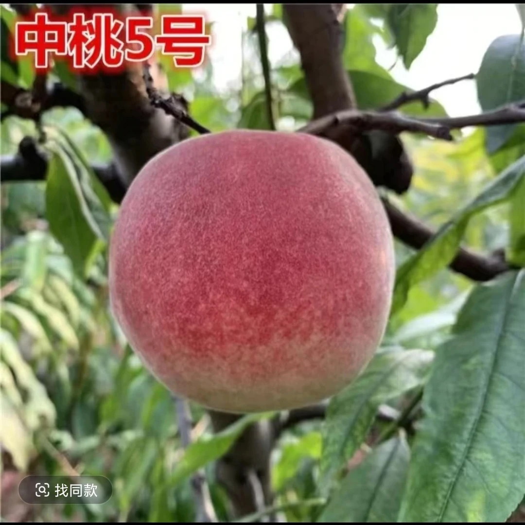 嫁接中桃5号桃树苗特大脆甜挑北方南方种植果树苗