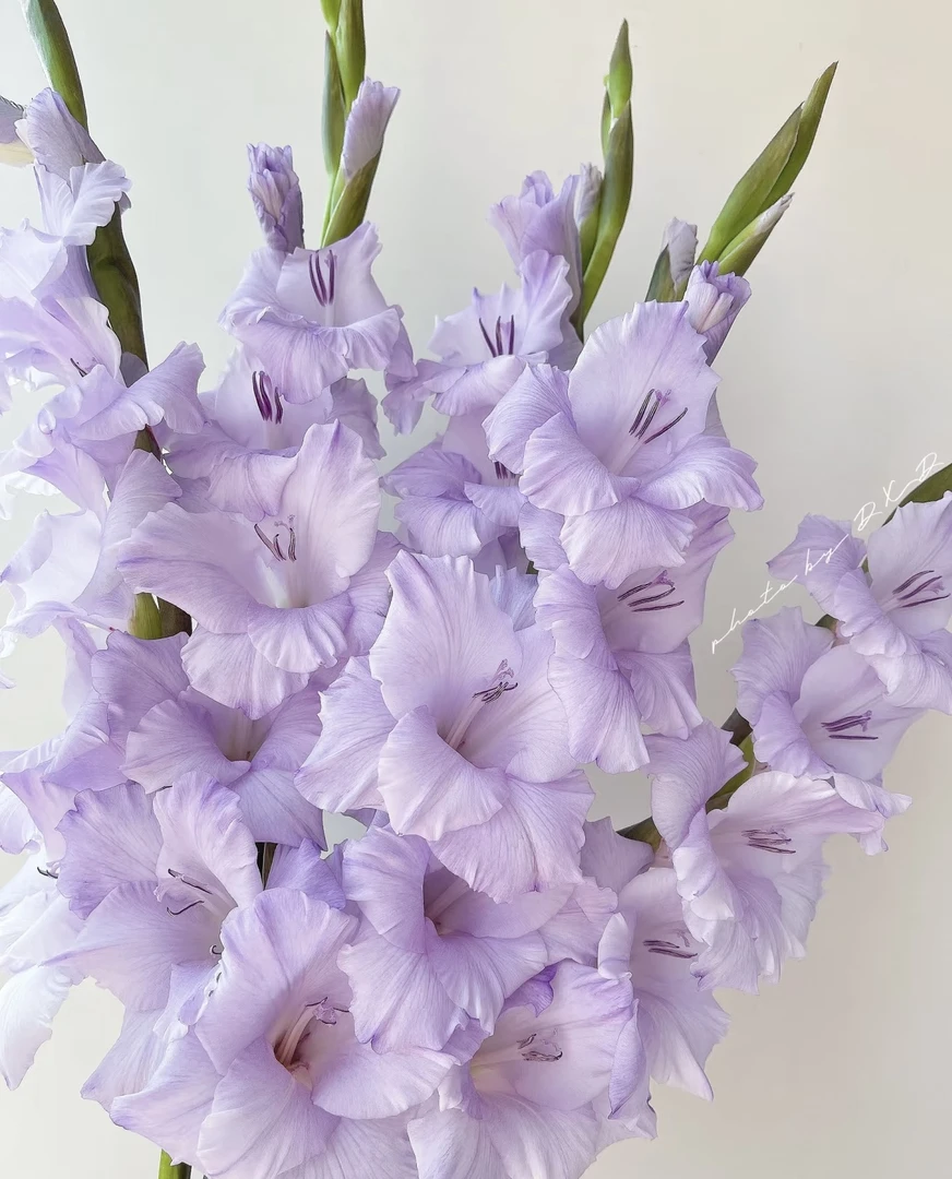 香芋紫剑兰5枝（收到及时醒花）