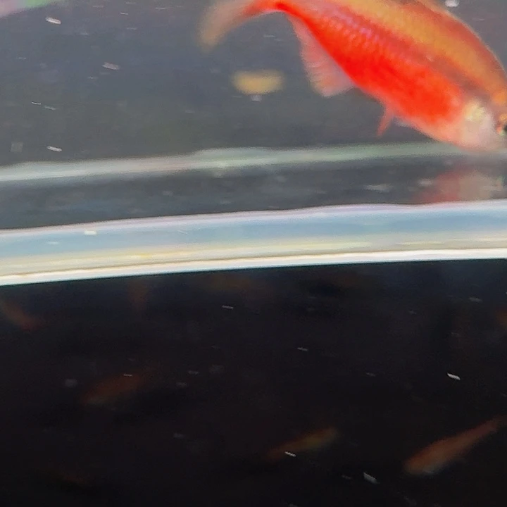 农***夫灯科鱼D06-2超红1条3厘米