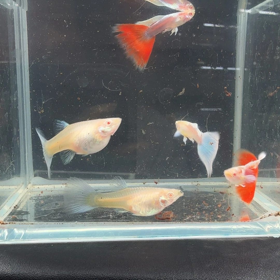 孔雀鱼紫白火烧云两对